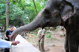 Бангалор. Национальный парк, слон