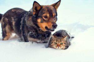 Собака и кошка, зима, снег, холод