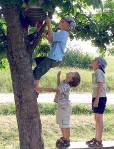 Дети лезут на дерево