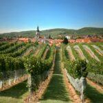 Пезинок, Словакия, виноградники