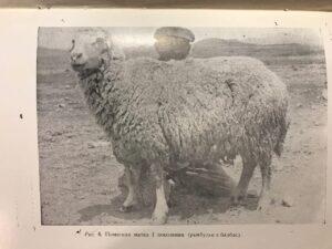 Армянская полутонкорунная жирнохвостая овца