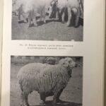 Армянская полутонкорунная жирнохвостая овца, книга