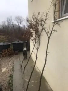 Ветки дуба