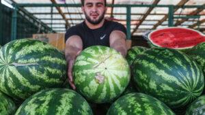 Арбуз на рынке