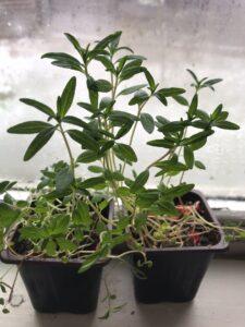 Чабер садовый Чабер садовый