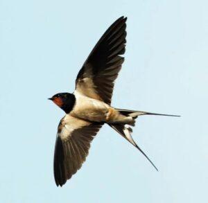 Ласточка в небе
