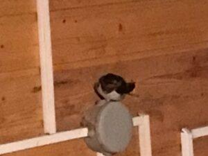 Гнездо ласточек