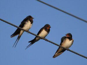 Ласточки на проводах